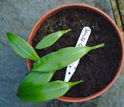 Attēlu rezultāti vaicājumam “Allium ursinum leaf”