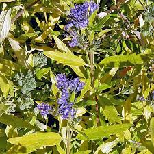 Attēlu rezultāti vaicājumam “Cribrariaceae”