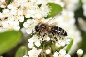 Attēlu rezultāti vaicājumam “Apis mellifera”
