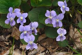 Attēlu rezultāti vaicājumam “Viola sororia”