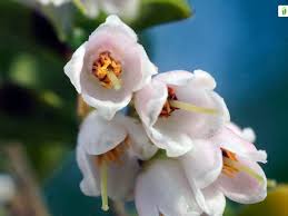 Attēlu rezultāti vaicājumam “Vaccinium vitis-idaea flower”