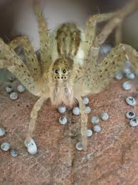 Attēlu rezultāti vaicājumam “Didymium minus”