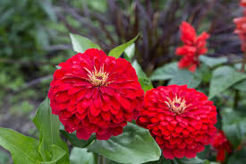 Image result for Zinnia elegans