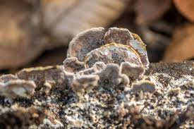 Attēlu rezultāti vaicājumam “Gloeoporus dichrous”