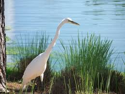 Image result for heron