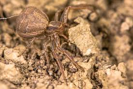 Attēlu rezultāti vaicājumam “Xysticus bifasciatus”