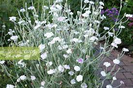 Image result for Lychnis coronaria alba