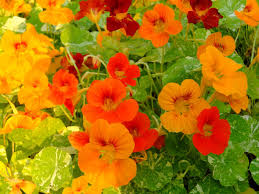 Image result for Tropaeolum majes
