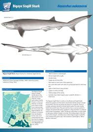 Image result for Hexanchus griseus