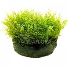 Attēlu rezultāti vaicājumam “Plagiomnium affine”