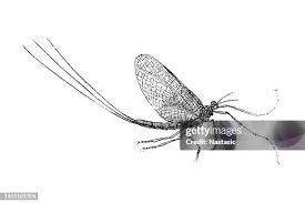 Attēlu rezultāti vaicājumam “Ephemera vulgata”