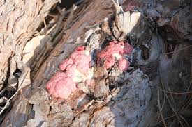 Attēlu rezultāti vaicājumam “Amaurochaete atra”