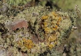 Attēlu rezultāti vaicājumam “Chaenotheca ferruginea”