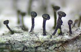 Attēlu rezultāti vaicājumam “Calicium salicinum”