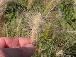 Attēlu rezultāti vaicājumam “Hordeum jubatum”