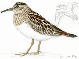 Image result for Calidris melanotos