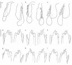 Attēlu rezultāti vaicājumam “Ommatoiulus vilnensis”