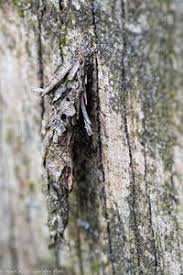 Attēlu rezultāti vaicājumam “Canephora hirsuta”