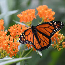 Image result for monarch butterfly