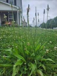 Attēlu rezultāti vaicājumam “Lathraea squamaria bud”