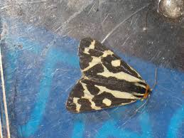 Attēlu rezultāti vaicājumam “Parasemia plantaginis female”