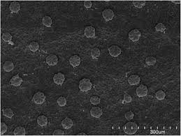 Attēlu rezultāti vaicājumam “Callitriche cophocarpa leaf”