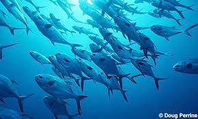 Image result for Trachinotus falcatus