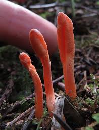 Attēlu rezultāti vaicājumam “Clavulinopsis cinerioides”