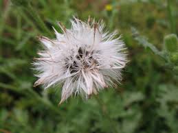 Attēlu rezultāti vaicājumam “Senecio viscosus flower”
