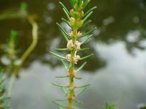 Attēlu rezultāti vaicājumam “Haloragaceae”