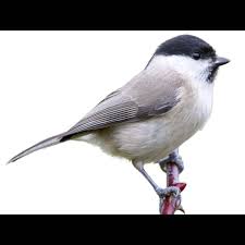 Attēlu rezultāti vaicājumam “Poecile palustris”