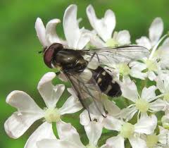 Attēlu rezultāti vaicājumam “Leucozona lucorum”