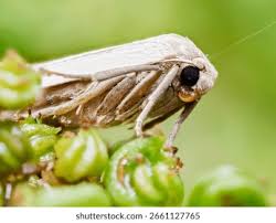 Attēlu rezultāti vaicājumam “Pelosia muscerda”