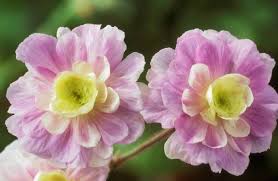 Image result for Geranium `Summer Skies`