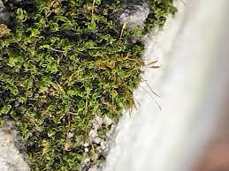 Attēlu rezultāti vaicājumam “Lophocolea coadunata”