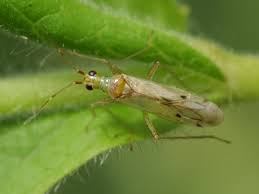 Attēlu rezultāti vaicājumam “Dicyphus sp.”