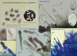 Attēlu rezultāti vaicājumam “Aleurodiscus amorphus”