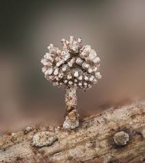 Attēlu rezultāti vaicājumam “Stemonaria irregularis spores”