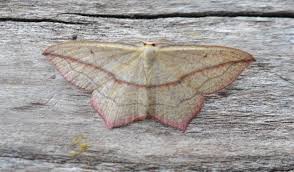 Attēlu rezultāti vaicājumam “Timandra comae”