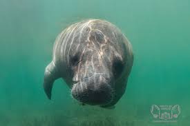 Image result for Raja radula