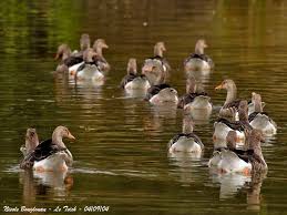 Attēlu rezultāti vaicājumam “Anseriformes”