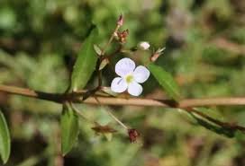 Attēlu rezultāti vaicājumam “Veronica scutellata bud”