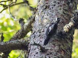 Attēlu rezultāti vaicājumam “Epirhoe tristata”