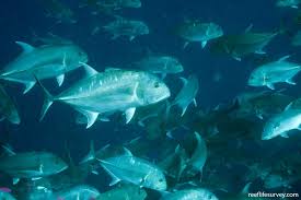 Image result for Caranx ignobilis