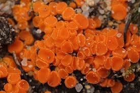 Attēlu rezultāti vaicājumam “Byssonectria fusispora”