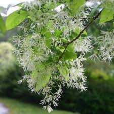 Attēlu rezultāti vaicājumam “Chionanthus virginicus leaf”