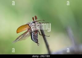 Attēlu rezultāti vaicājumam “Melolontha melolontha imago”