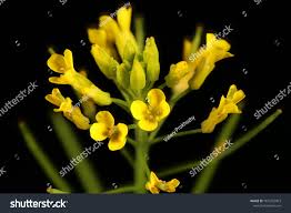 Attēlu rezultāti vaicājumam “Erysimum cheiranthoides flower”