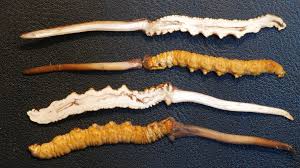 Attēlu rezultāti vaicājumam “Cordyceps polyarthra”