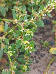 Attēlu rezultāti vaicājumam “Polygonum arenastrum flower”